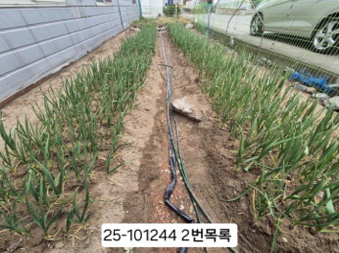 목록 5.6번 건물 뒷편 밭
