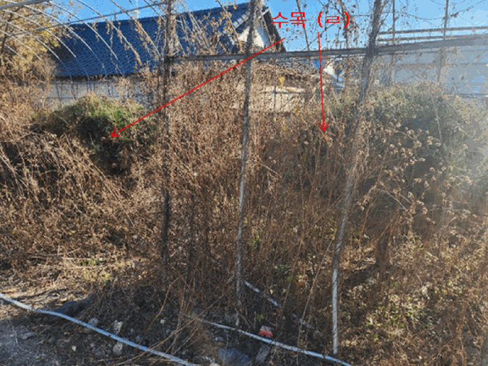 제시외(ㄹ) 수목 전경