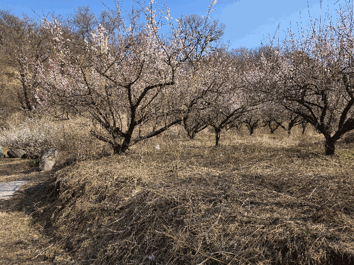기호 6) 지상 과수목