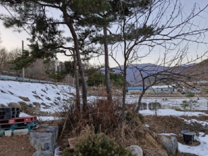 목록 2 지상의 조경수