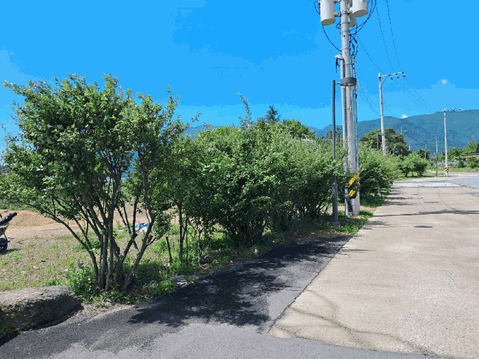 본건 기호(4) 토지상 소재 제시외수목 기호(ㅁ) 전경
