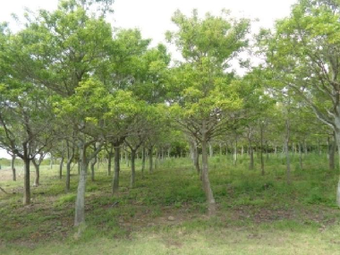 - 소재지 1(아라일동 251) 지상에 식재된 수목(먼나무)2