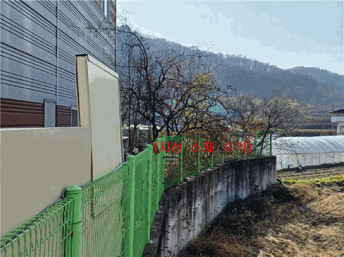 본건 지상에 소재하는 수목
